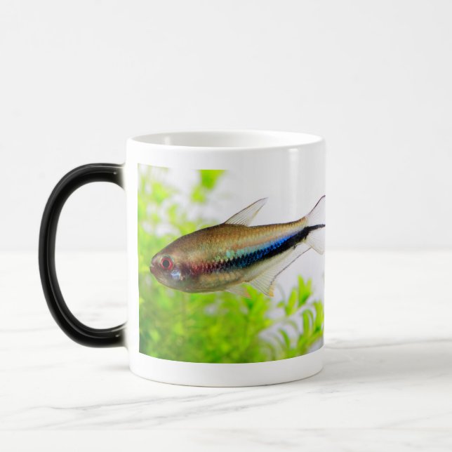 Emperor tetra verwandlungstasse (Links)