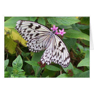 Empfindliche Freude 1