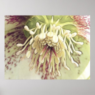 Empfindliche Hellebore-Blüte Poster