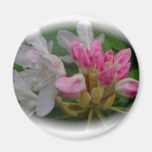 Empfindliche rosa Azaleen Magnet