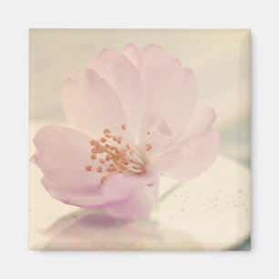Empfindliche weiche rosa Kirschblüten-Blume Magnet