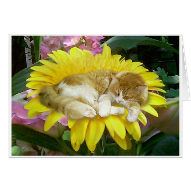 Empfindlicher Frühling (Vorderseite (Horizontal))