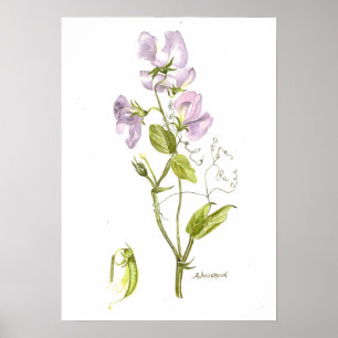 Empfindliches violettes Plakat der Farbsüßen Erbse