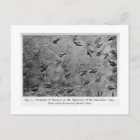 Empreinte Dinosaure carte postale