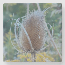 Empty Teasel Steinuntersetzer