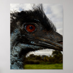 Emu Australien, Gros Plan. Affiche