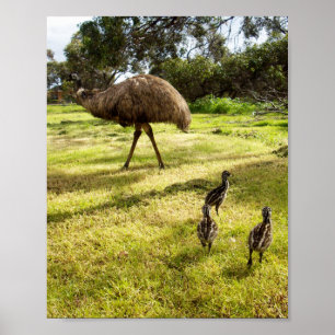 Emu Avec Des Poussins Voisin Montre, Poster