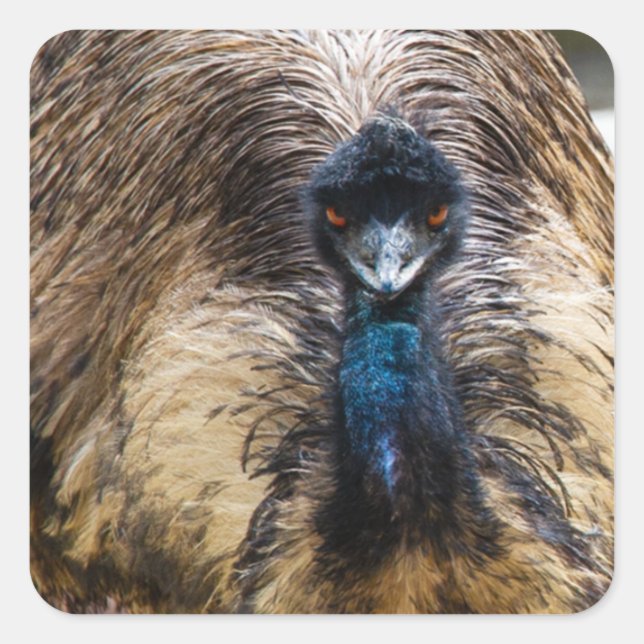Emu Bird Animal Wildlife Nature Fotografy Quadratischer Aufkleber (Vorderseite)