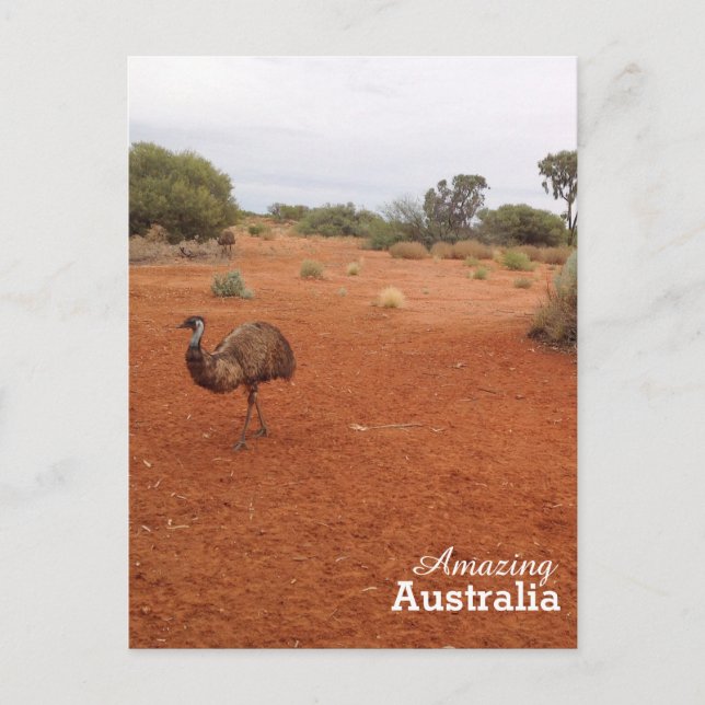 Emu in der australischen Postkarte (Vorderseite)