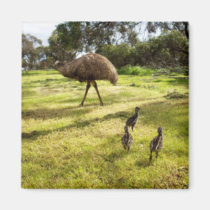 Emu mit Chicks Nachbarschafts-Uhr, Kühlschrankmagn Magnet