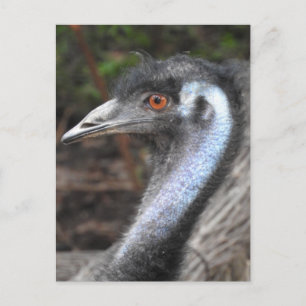 Emu Postkarte