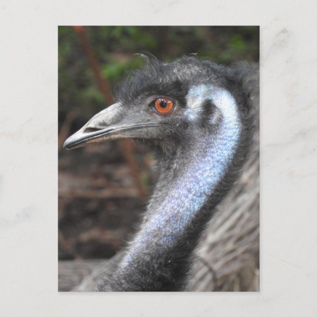 Emu Postkarte (Vorderseite)