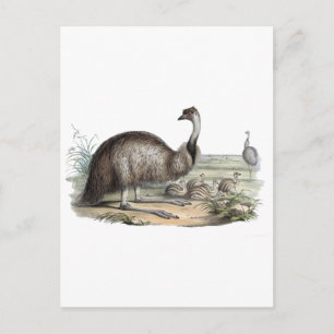Emu Postkarte