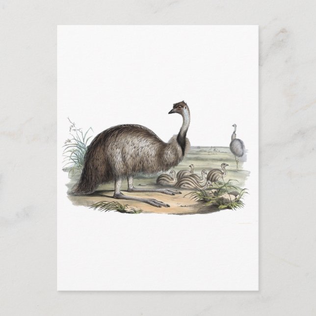 Emu Postkarte (Vorderseite)