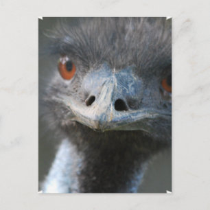 Emu Postkarte