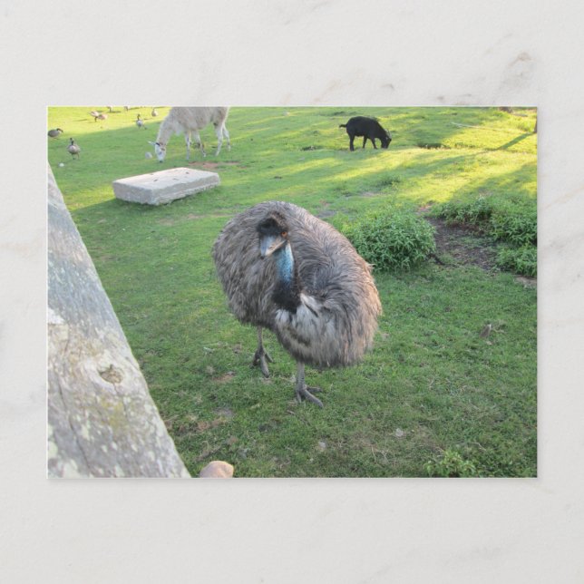 Emu Postkarte (Vorderseite)