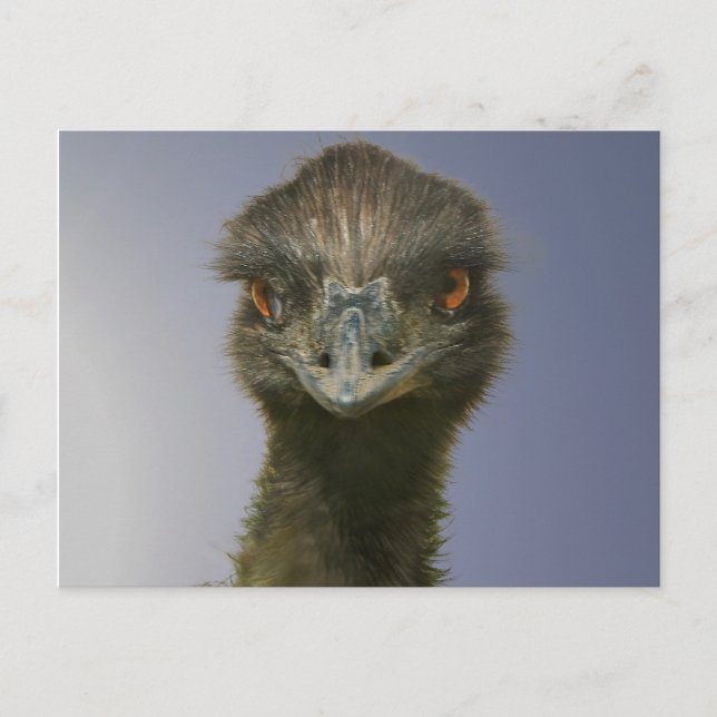 Emu sieht dich an postkarte (Vorderseite)