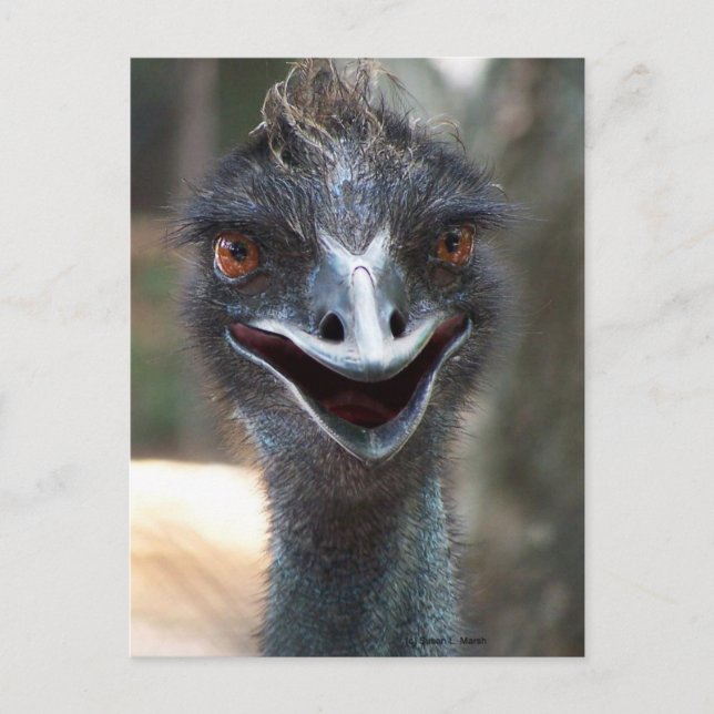 Emu-Sprichwort HI! Öffnen Sie großes braunes Postkarte (Vorderseite)