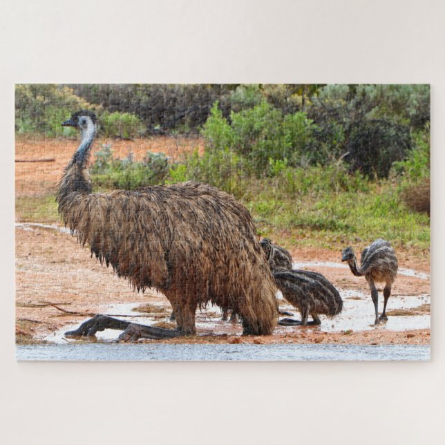 Emu und Küken, die in Pfützen spielen, Australien (Horizontal)