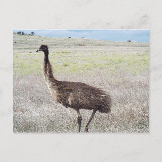 Emu-Wanderung Postkarte (Vorderseite)