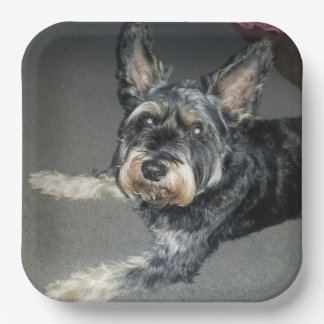 En Carton assiettes de chien