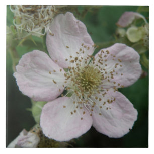 En Céramique Carreau de la fleur de Blackberry