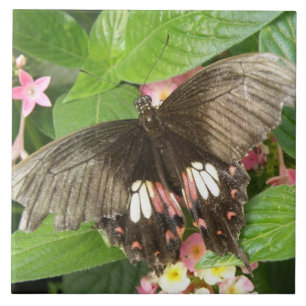 En Céramique Carreau de macro à bec écarlate de papillon