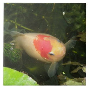 En Céramique Carreau de poisson doré