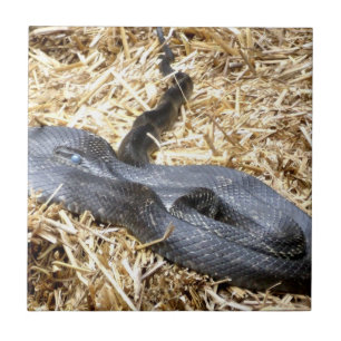 En Céramique Carreau de serpent à couteaux noirs