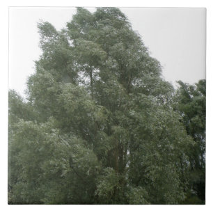 En Céramique Carreau des arbres