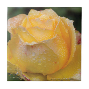 En Céramique Gouttes de rosée sur le rose jaune - carreau de