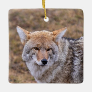 En Céramique Ornement de chien coyote
