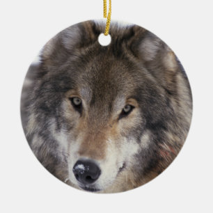 En Céramique Ornement de regard fixe de loup