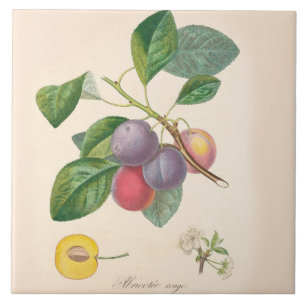 En Céramique Prunes assez pourpres, carreau de céramique,