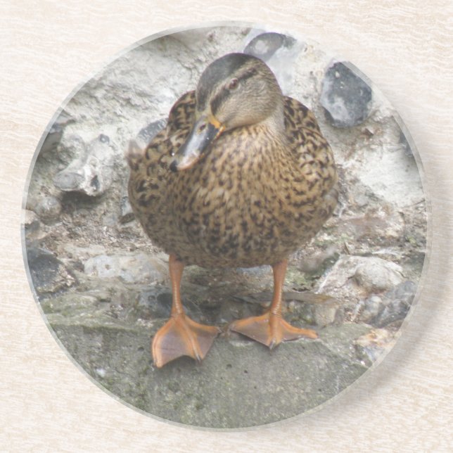 En Grès Canard sur un mur de Dessous de verre (Devant)