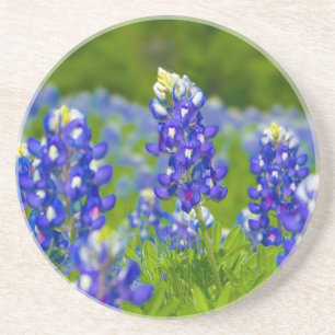 En Grès Dessous de verre de Bluebonnet de Texas