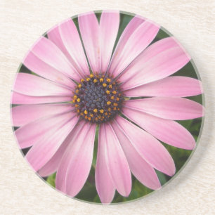 En Grès Dessous de verre de marguerite rose africaine