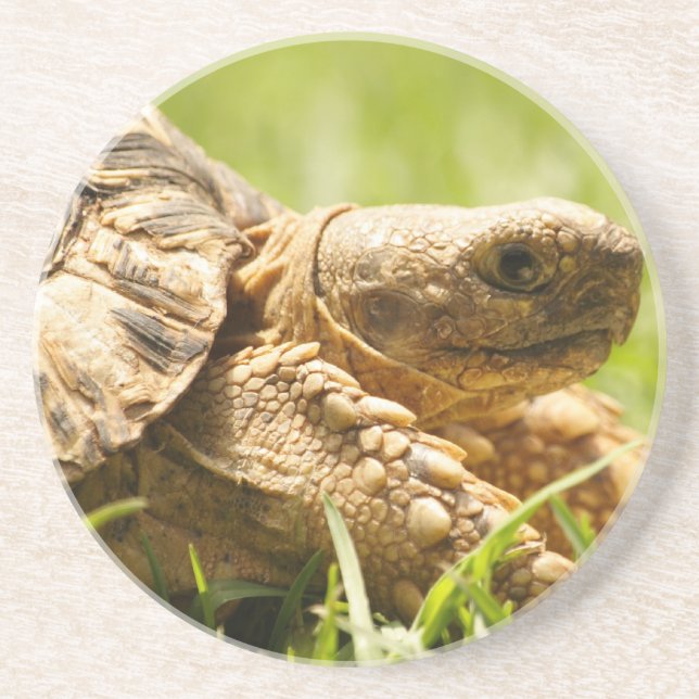 En Grès Dessous de verre de tortue (Devant)
