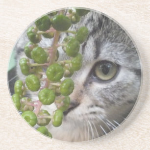 En Grès Dessous de verre Kitten caché