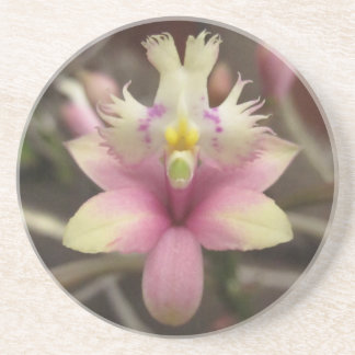 En Grès Dessous de verre roses d'orchidée d'Epidendrum
