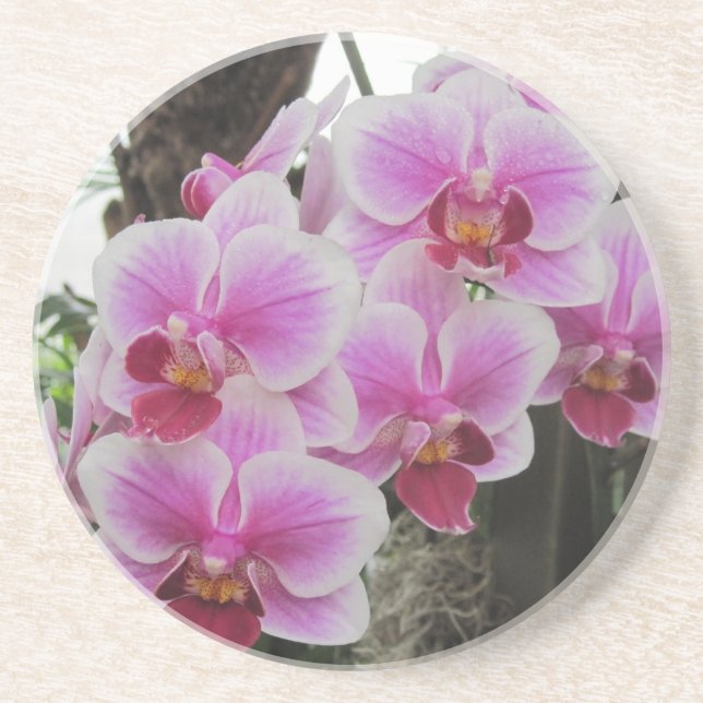 En Grès Dessous de verre roses d'orchidées de Phalaenopsis (Devant)