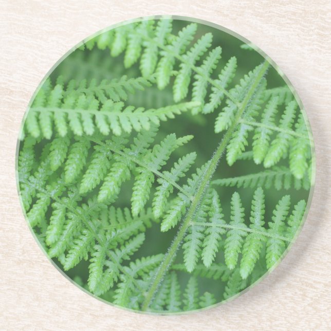 En Grès Green Fern Motif Nature Boire Dessous de verre (Devant)