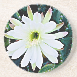 En Grès Les dessous de verre de cactus