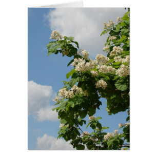 En pleine floraison