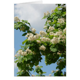 En pleine floraison