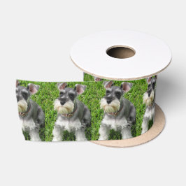 En Satin Cute mini Schnauzer sur le bassin d'herbe du ruban
