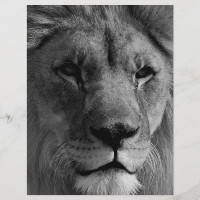 En-tête De Lettre Personnalisée Lion noir et blanc (Devant)