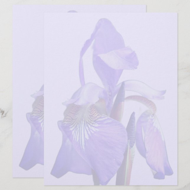 En-tête De Lettre Purple Blue Flag Iris Flower  (Devant / Derrière)