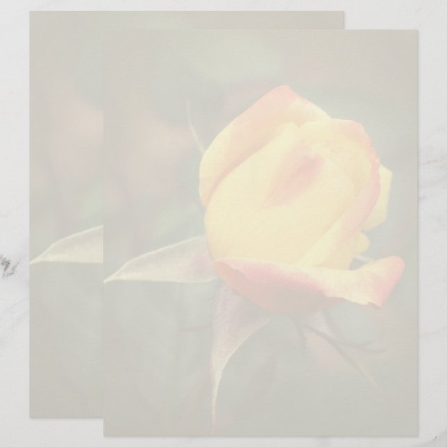 En-tête De Lettre Yellow Rosebud Flower  (Devant / Derrière)