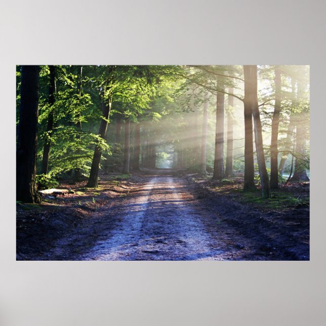 Enchanted Forest Road   Poster (Vorne)